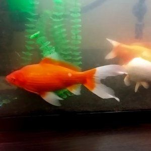 Meet your Posher, Umbra